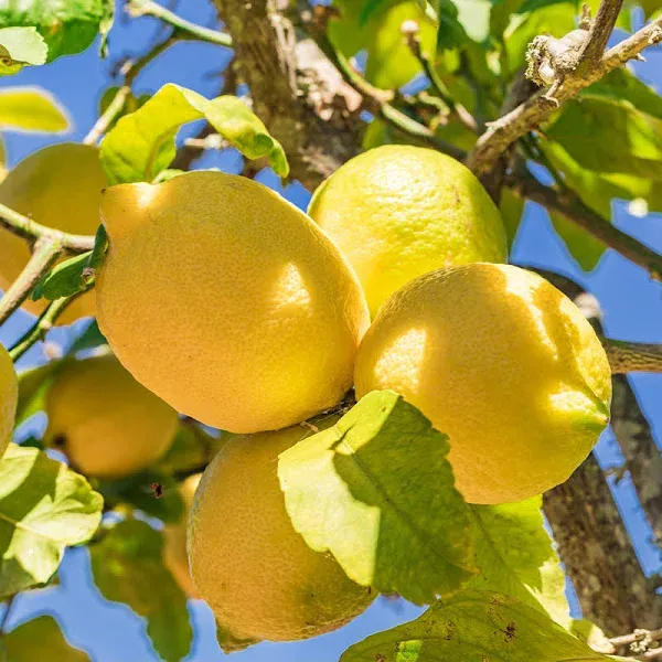 Brighter Blooms Harvey Lemon Tree