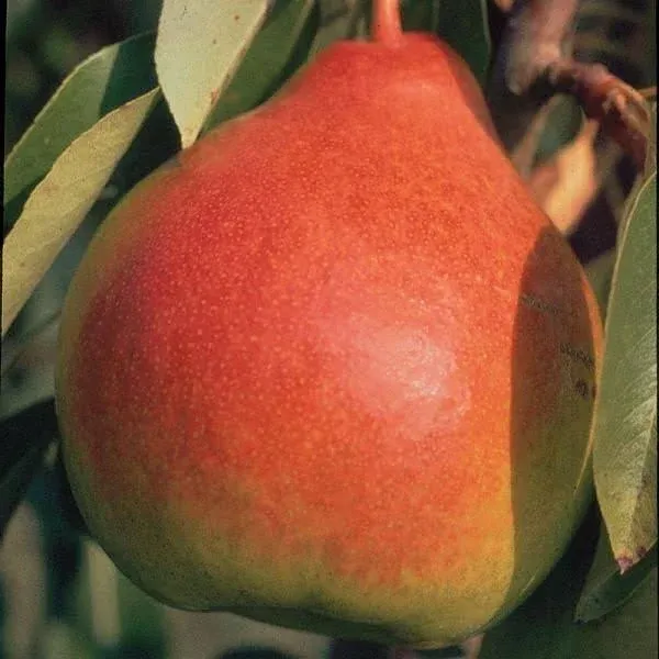 Moonglow Pear Tree Semi-Dwarf