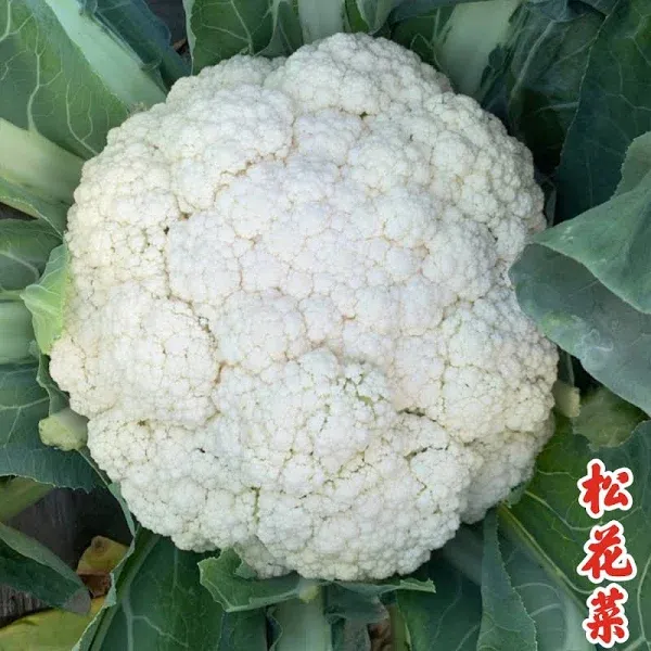 Cauliflower Song Vigor