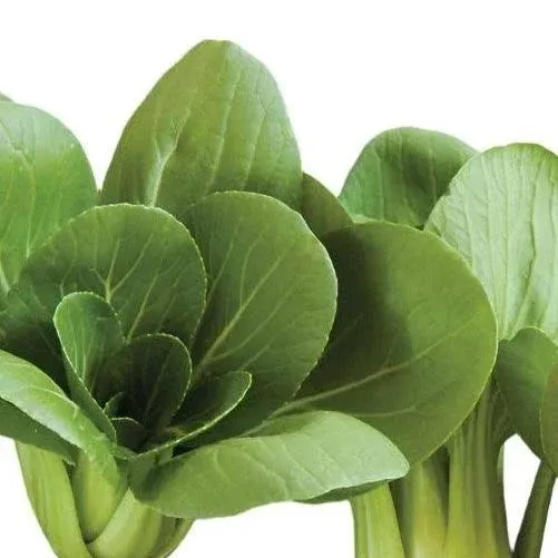 Leafy Greens Pac Choi Mei Qing Choi 200 Non-GMO, Hybrid Seeds