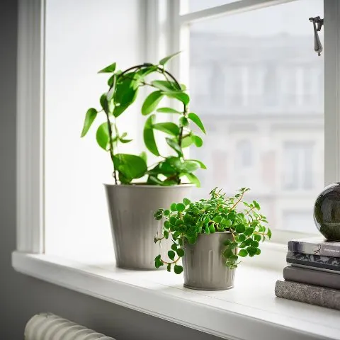 Ikea CITRONMELISS Plant pot, indoor/outdoor/gray, 3 ½ "