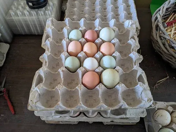 FRESH Organic Heritage Chicken Eggs