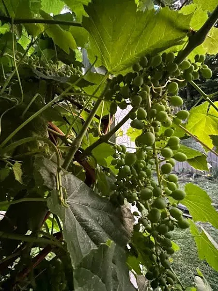 Young unripe green grapes (Ghooreh) - organically grown*
