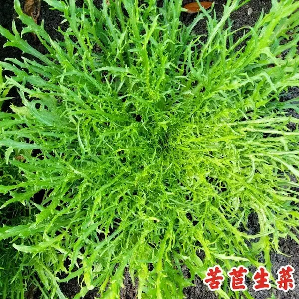 Serrated Green Lettuce