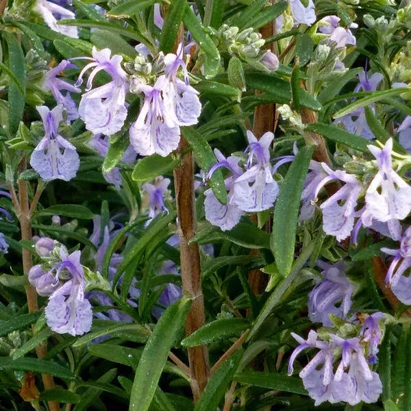 Alcalde Cold Hardy Rosemary, Rosmarinus - Plant