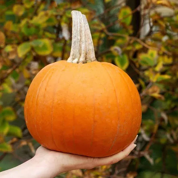 Organic Pumpkin Seeds