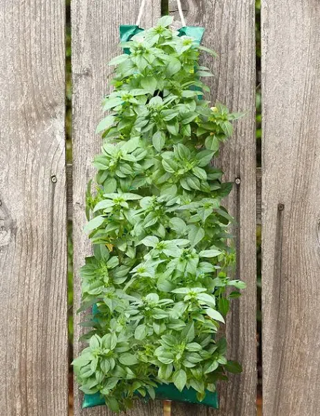 Yankee Candle Organic Hanging Basil Garden Kit