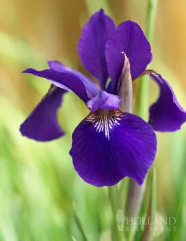 Holland Bulb Farms Ruffled Velvet Siberian Iris