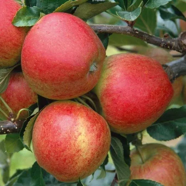 C&J Gardening Center Gala Apple General Fruit Tree