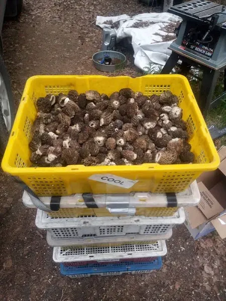 Fresh Morels