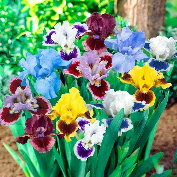 Spring Hill Nurseries Dwarf Iris Mixture