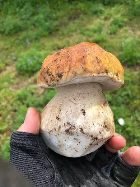 4oz Dried Porcini Mushrooms