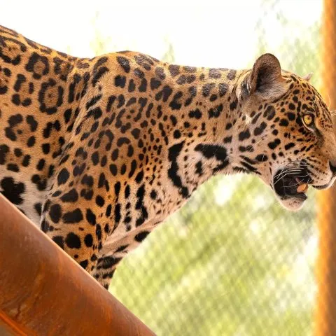 Experience the Wonders of the Animal Kingdom at Phoenix Zoo - Where Conservation, Education, and Fun Meet!