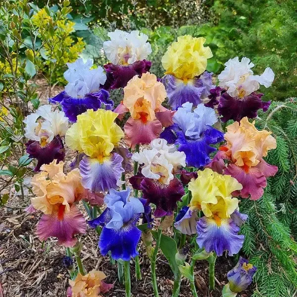 Two-Tone Bearded Iris Mixture