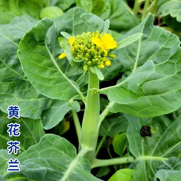 Chinese Kale (Gailan) Yellow Flower