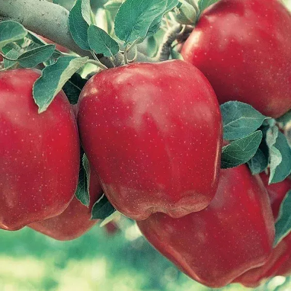 Starkrimson Red Delicious Apple Tree Semi-Dwarf