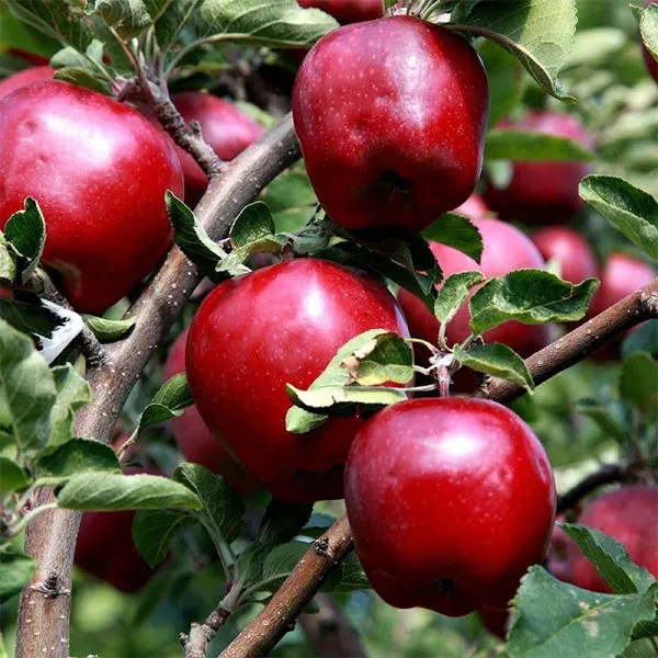 Starkspur Red Delicious Apple Tree - Dwarf