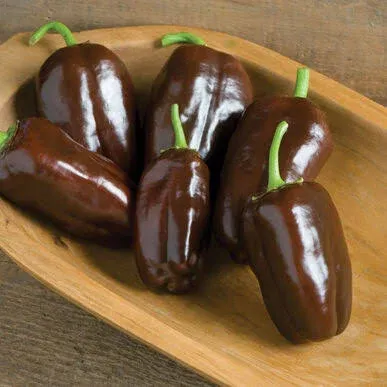 Pepper Bell Sweet Chocolate Seeds