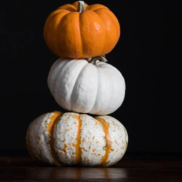 Bramble Berry Pumpkin Sandalwood Fragrance Oil