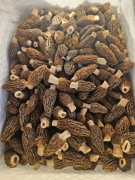 Fresh Wild Morel