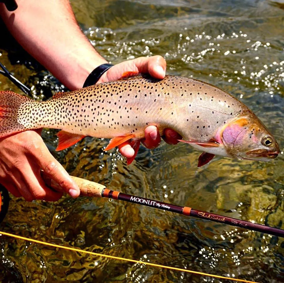 Moonlit Fly Fishing