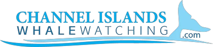 Channel Islands Whale Watching