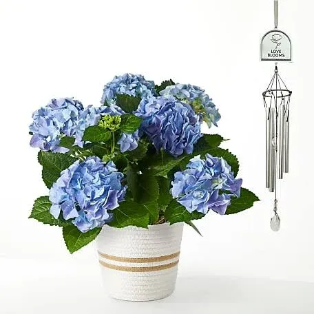 FTD Beyond Blue Hydrangea and Love Blooms Windchime Gift Set