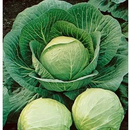 Cabbage Dutch Early Round Seeds