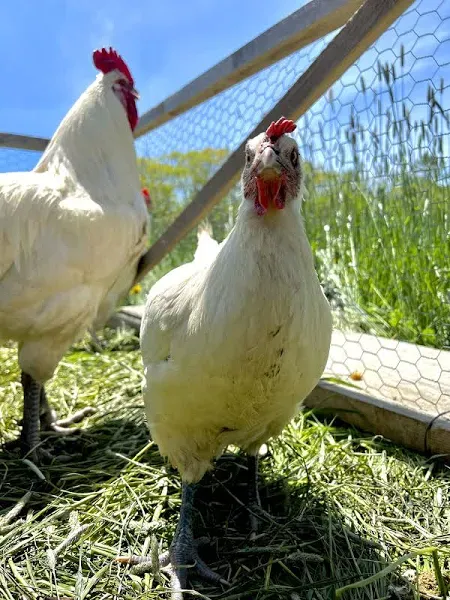 American Bresse Whole Bird