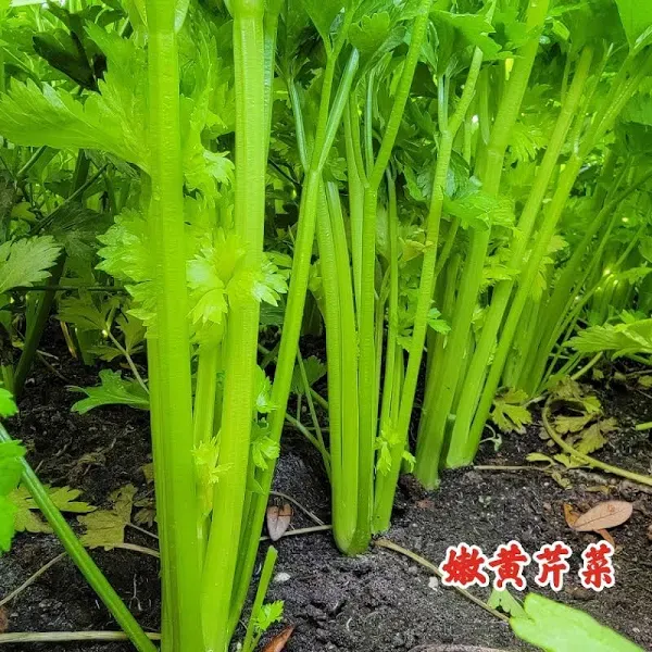 Celery Early Yellow
