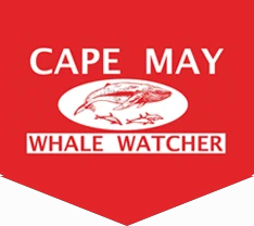 Cape May Whale Watcher