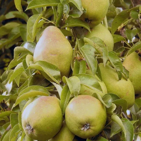 Starking Delicious Pear Tree Dwarf