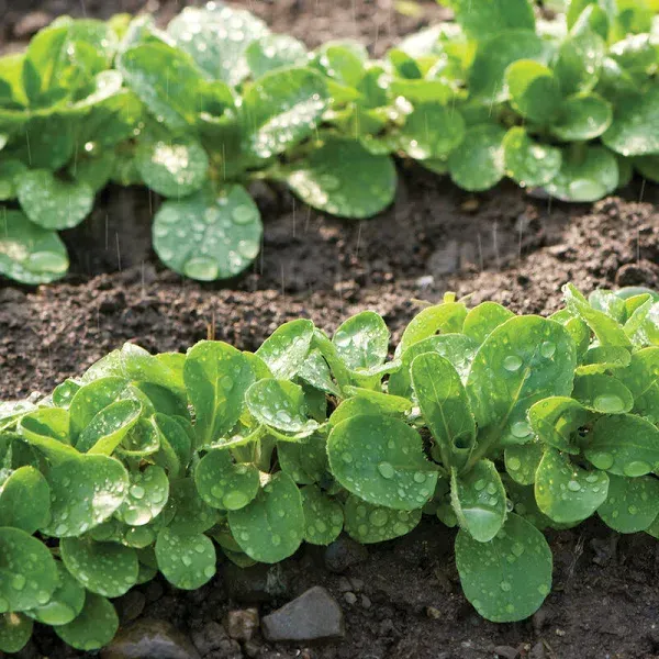 Leafy Greens Mache Seeds