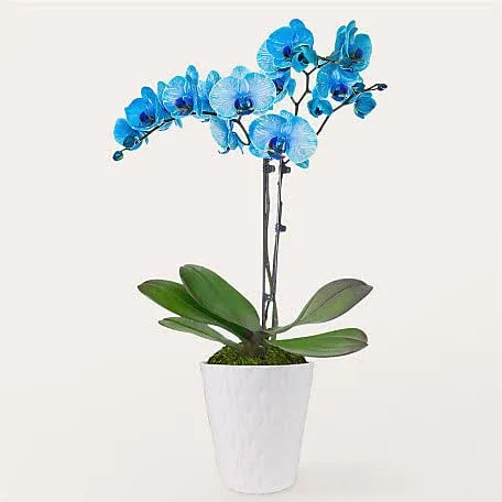 Proflowers Blue Watercolor Orchid