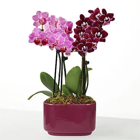 FTD Purple Paradise Orchid Duo