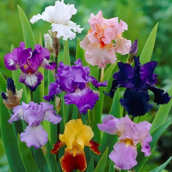 Easy to Grow Bearded Iris Colorful Crop Mix Bulbs