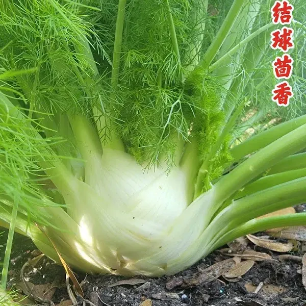 Fennel Fragrance