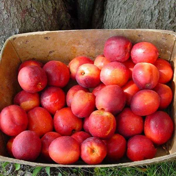 Stark Summer Beaut Nectarine Tree