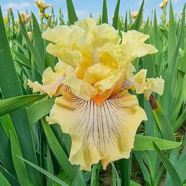 Cotillion Gown Bearded Iris