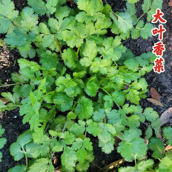 Cilantro Broad Leaf