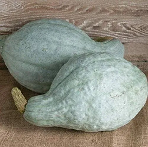 Squash Winter Hubbard Seeds