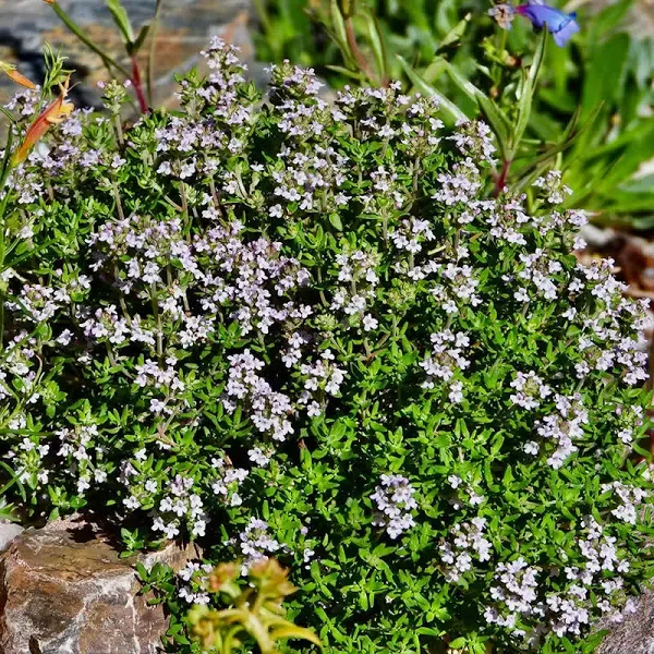 Fredo Garden Thyme Plant