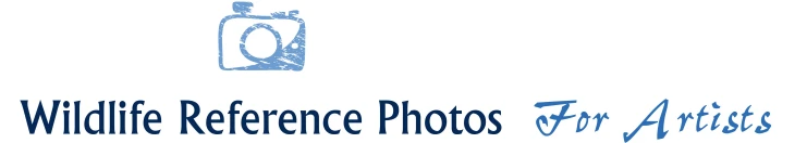 Wildlife Reference Photos