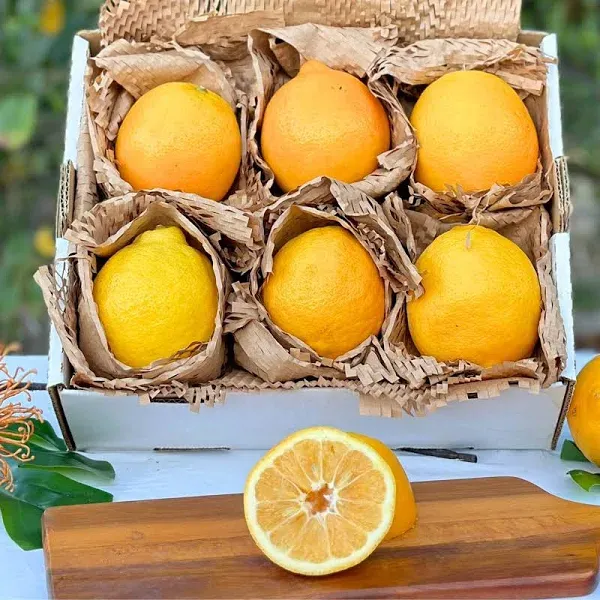 8 LB Fresh Meyer Lemon Family Recipe & Cooking Box