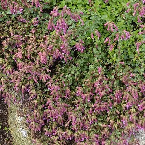 Bristol Cross Oregano, Origanum - Plant