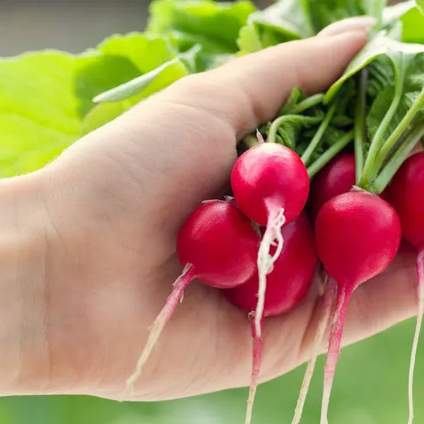 Radish Cherry Belle Seeds