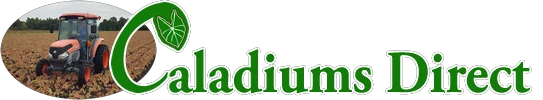 Caladiums Direct