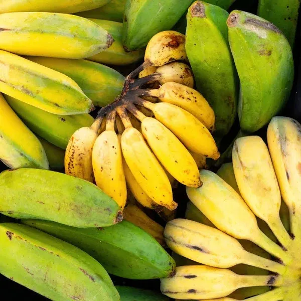 Seeded Banana Variety Box