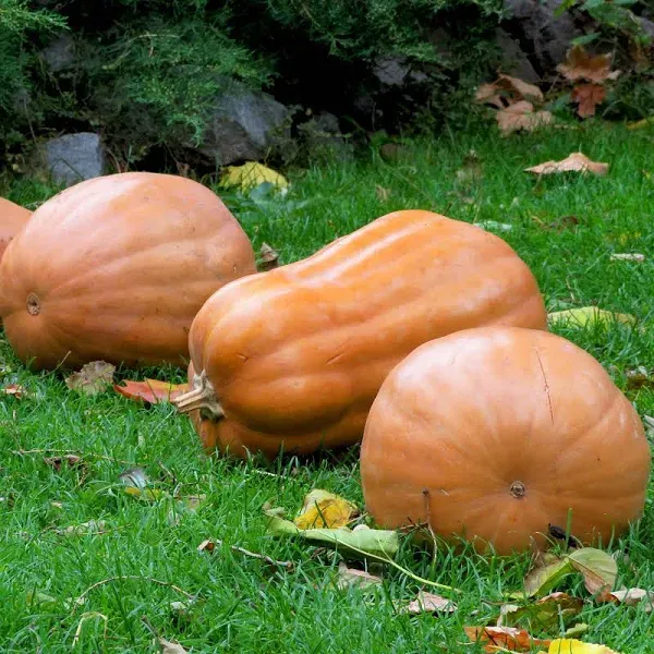 Kentucky Field Pumpkin Seeds
