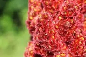 Staghorn Sumac Berries